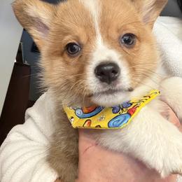 Cheddar - Red male Pembroke Welsh Corgi puppy in Wellfleet, Nebraska from RK Corgis