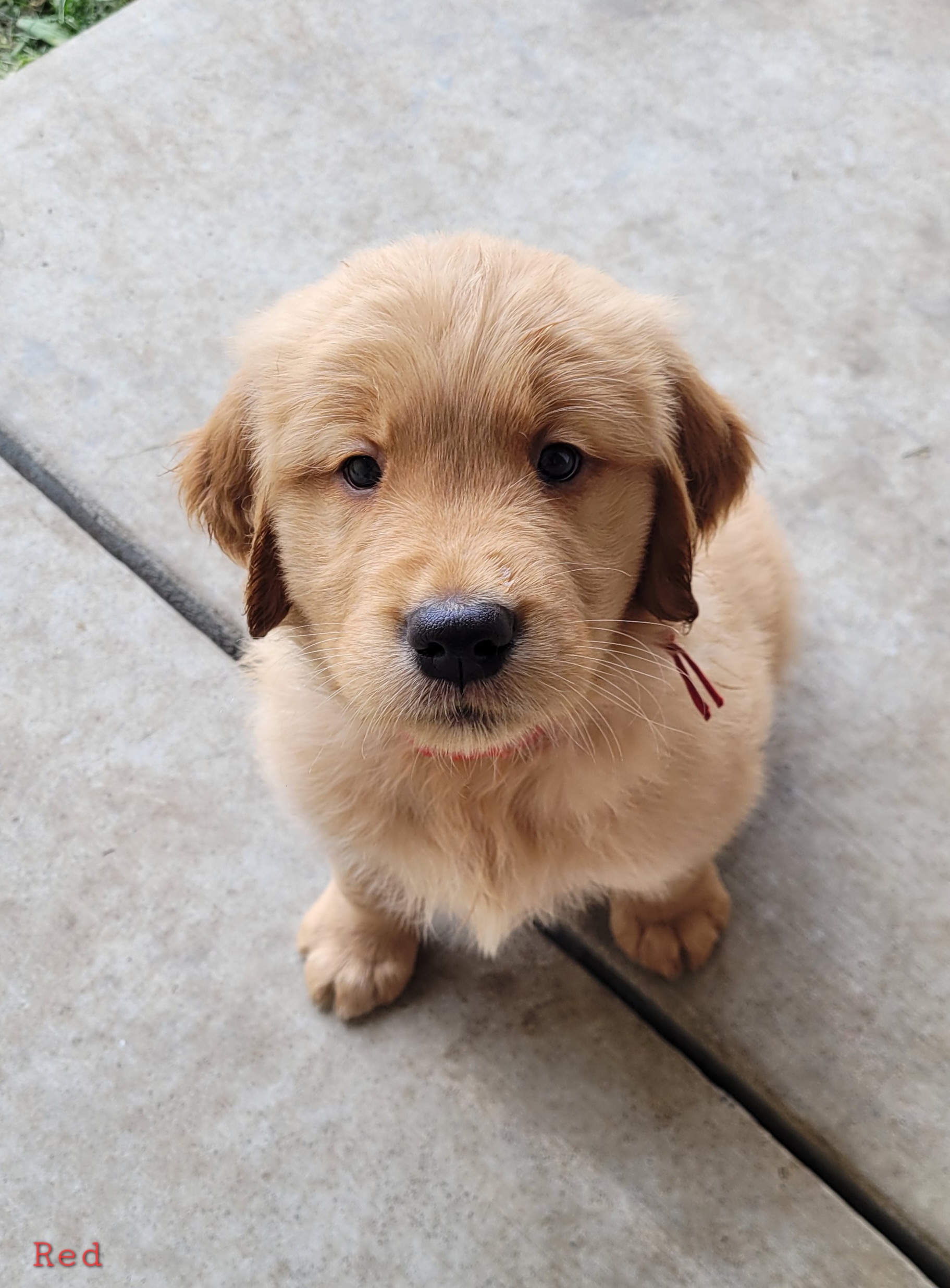 Golden Retriever Puppies from Middlecreek Goldens
