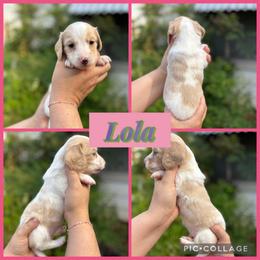 Lola - Piebald female Dachshund puppy in Wichita Falls, Texas from Long Dogs in The Falls