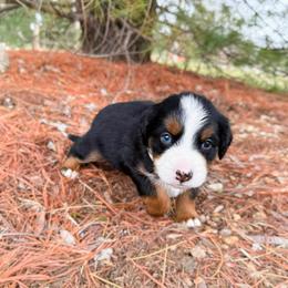 Chief - unfurnished (blue eye) - Tri-color male Bernedoodle puppy in Wamego, Kansas from Doodles of Oz
