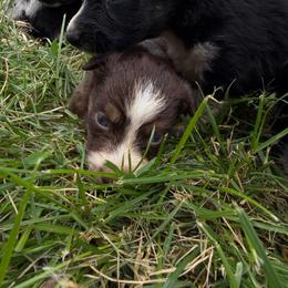 Seven - Red tri-color female Australian Shepherd puppy in Ridgeville, Indiana from McCord’s Standard Aussies