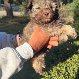 Kayce - Liver male Miniature Schnauzer puppy in San Antonio, Texas from Genesis Tiny Schnauzers