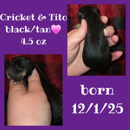 Girl 2 - Black and tan female Pomeranian puppy in Creswell, North Carolina from Grace's Poms🐾💕