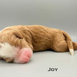 Joy - female Australian Mountain Doodle puppy in Chattanooga, Tennessee from River City Doodles TN