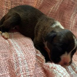Girl 2 - Brindle female Boxer puppy in Wellsville, Missouri from Casino Boxers