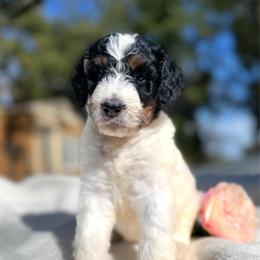 Rosalind - Tri-color female Bernedoodle puppy in Osage City, Kansas from Golden Ridge Goldens