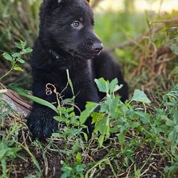 German Shepherd Puppies from Von Schwarzwald German Shepherds