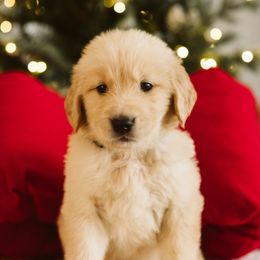 Boy 3 - male Golden Retriever puppy in Sanger, California from SDPREMIERGOLDENS