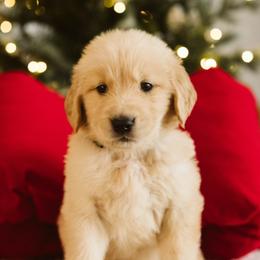 Boy 3 - male Golden Retriever puppy in Sanger, California from SDPREMIERGOLDENS