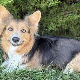 American Corgis and Pembroke Welsh Corgis from Grand Mesa Corgis