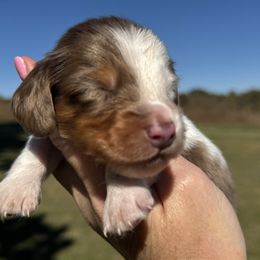 Gunner - Dapple male Dachshund puppy in Bentonville, Arkansas from T & D Dachshunds by design