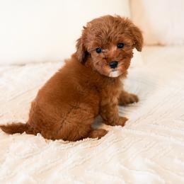 Times Square - Red  male Goldendoodle puppy in Sallisaw, Oklahoma from Huddle Puppies