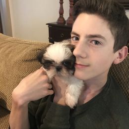 Shih Tzu Puppies from Willow Lane Shih Tzus