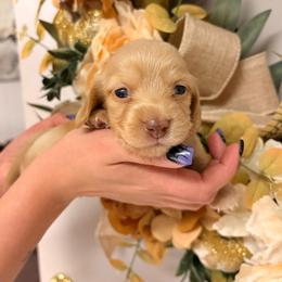 Magic 4100 - Cream female Dachshund puppy in Mayville, Michigan from Teenie Little Hearts
