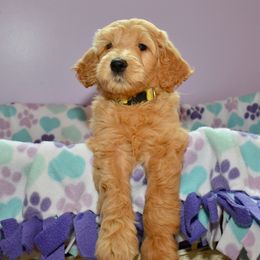 Bernedoodle and Goldendoodle Puppies from Above and Beyond Standards