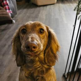 River - Brindle male Dachshund puppy in Lebanon, Oregon from Willow Moons Dachshunds