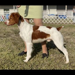 Brittanys from Highpoint Kennels