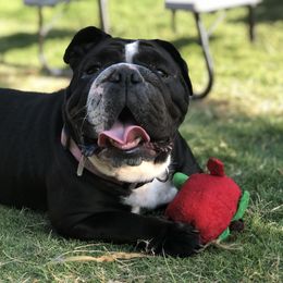 Georgia - English Bulldog