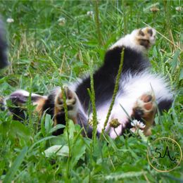 Miniature American Shepherd and Toy Australian Shepherd Puppies from Fifth Avenue Australian Shepherds