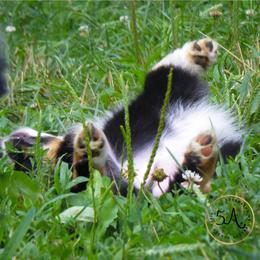 Miniature American Shepherd and Toy Australian Shepherd Puppies from Fifth Avenue Australian Shepherds
