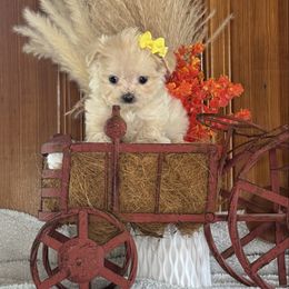 Blondie - White female Morkie puppy in Waldron, Arkansas from Kay’s Cutie Poos