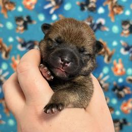 Kaguya - Red female Shiba Inu puppy in Marshall, Minnesota from Tobitatsu Shiba Inu