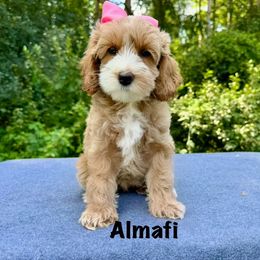 Almaphi - Apricot female Australian Labradoodle puppy in Lake Zurich, Illinois from Rellie  Labradoodles
