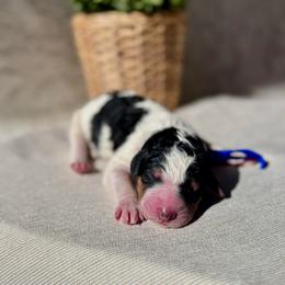 Frost - Black and white male Bernedoodle puppy in Moreno Valley, California from Ayy_Doodles