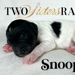 Snoopy - male Newfypoo puppy in Jackson, Missouri from Two Sisters Ranch, LLC