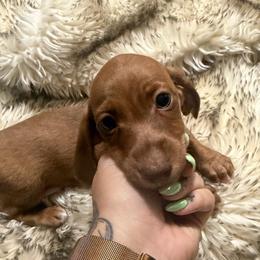 DO NOT FILL OUT APPLICATION UNLESS SERIOUS - Brindle male Dachshund puppy in Wisconsin from Sabe and Shabe’s Doxies