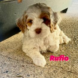 Australian Labradoodle Puppies from Sweet Home Labradoodles