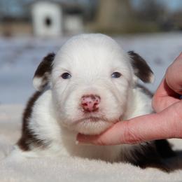 Cinnamonroll-1400 - Red tri-color male Australian Shepherd puppy in Star City, Arkansas from Circle P Farm Australian Shepherds