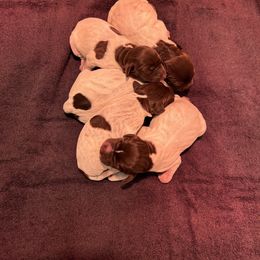 Wirehaired Pointing Griffon Puppies from High Point Griffons