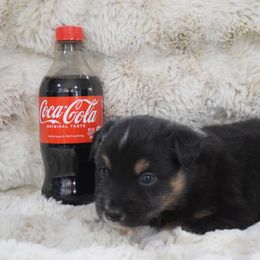 Cola - Black tri-color male Australian Shepherd puppy in Wichita Falls, Texas from Spotted Mule Aussies