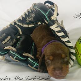 Dachshund Puppies from Marissa's Dachshunds (BooneDox Mini Dachshunds)