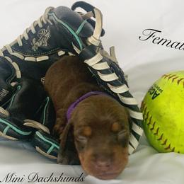 Dachshund Puppies from Marissa's Dachshunds (BooneDox Mini Dachshunds)