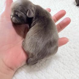 Boy 3 - Chocolate male Shih Tzu puppy in Ocala, Florida from Mimi's Shih-tzus of Ocala