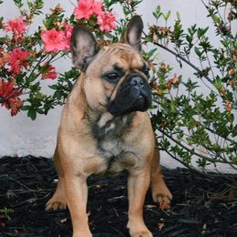 French Bulldogs from KreweOfBulls