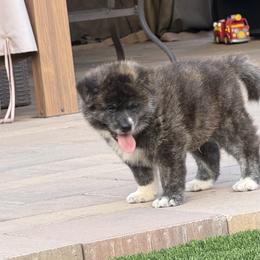 Japanese Akitainu Puppies from The Akita INU Club, California