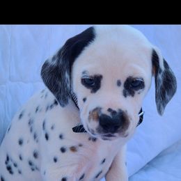 Dalmatian Puppies from Kasens Dalmatians