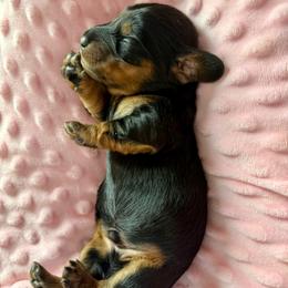 Beau - Black and tan male Dachshund puppy in Westport, Kentucky from Lonestar Creek Farm