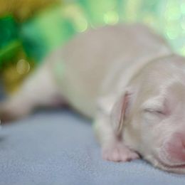 Peach - Cream female Dachshund puppy in Bellville, Ohio from JK Mini Doxies