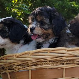 Companion Crosses from Cavacute Puppies
