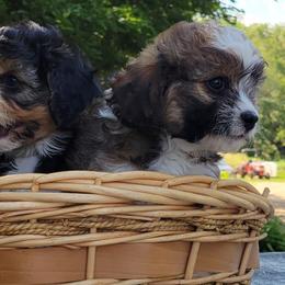 Companion Crosses from Cavacute Puppies