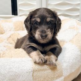 Indigo - Blue and cream male Dachshund puppy in Redding, California from Jean & Mae Doxies