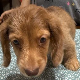 Snickers - Dapple male Dachshund puppy in Midland, Texas from Midessa Dachshund