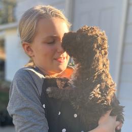 Lagotto Romagnolo puppies from Michigan Lagotto