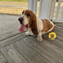 Matilda - Basset Hound