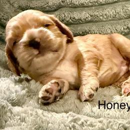 Honey - Golden female Cocker Spaniel puppy in Sumter, South Carolina from Cocker Eclipse In Home Kennel