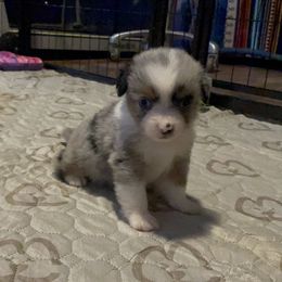 Romano - Blue merle male Miniature American Shepherd puppy in Garysburg, North Carolina from Schaefer's Miniature American Shepherds